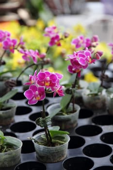 Flower nursery in a modern facility