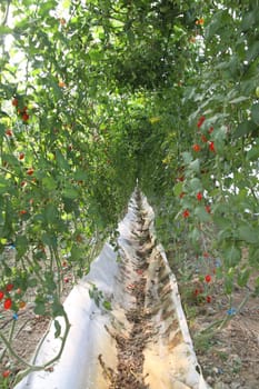 Organic tomato farm