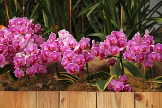 Flower bed at patio