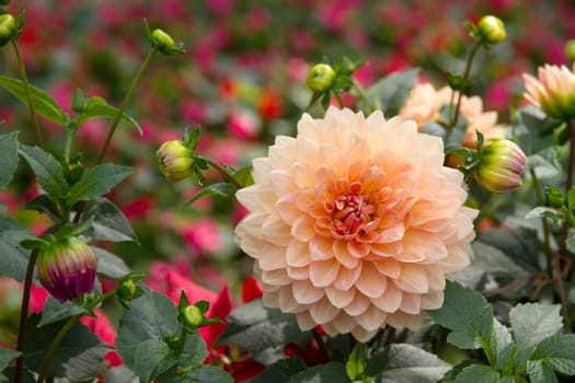 Dahlia flower blossoming