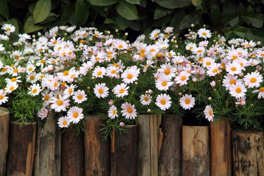 Flower bed at patio