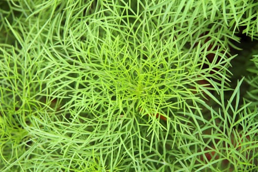 Abstract green leaf background and texture (Close up of cosmos leaf)