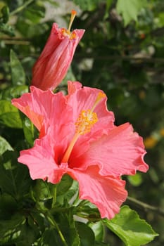 Close up of pink Hibiscus flower (China rose, Chinese hibiscus, Hibiscus rosa-sinensis , Hawaiian hibiscus , shoe flower )