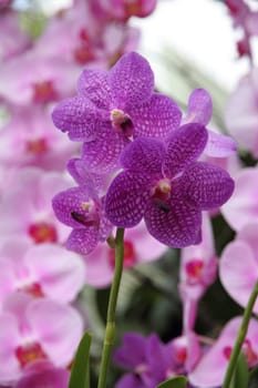 Purple orchid flower blossoming (Vanda coerulea)