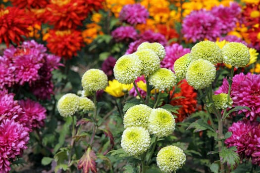 Chrysanthemum flowers