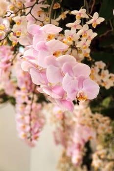 Pink orchid flowers blossoming