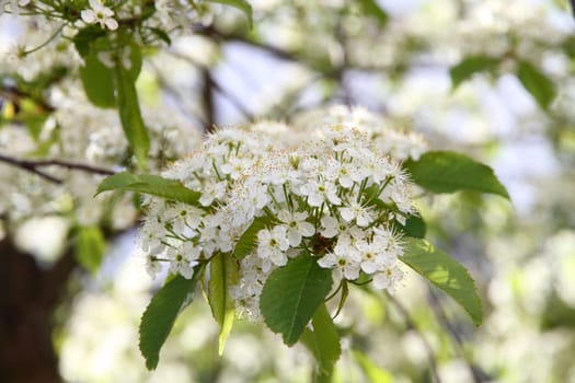 Prunus padus(Bird Cherry) blossoming in early spring