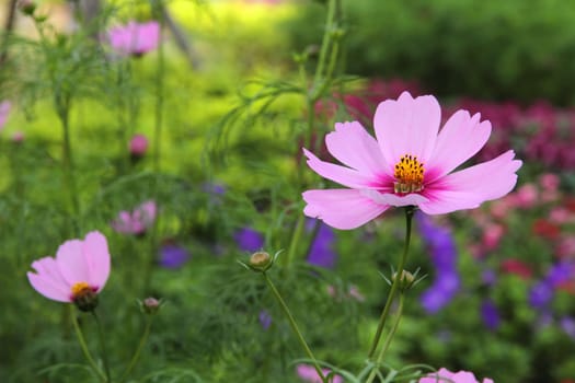 Cosmos flowers blooming in the garden