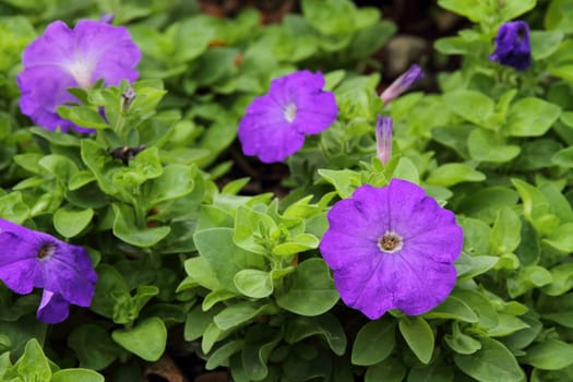Purple Petunia flower