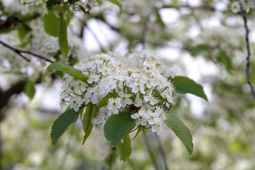 Prunus padus(Bird Cherry) blossoming in early spring