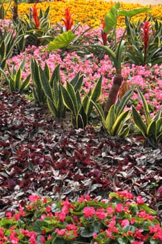Flower bed with different flowers and plants