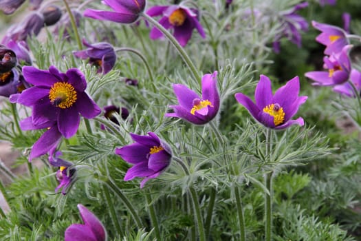 Close up of purple Pasque Flower (Pulsatilla vulgaris)