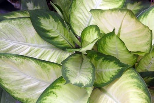 a green tropical leaf background