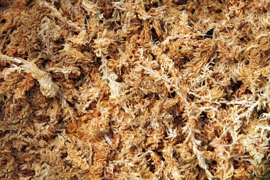 Dried sphagnum moss background