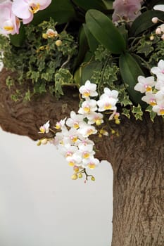 White orchid flower blossoming