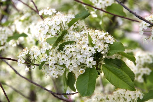 Prunus padus(Bird Cherry) blossoming in early spring