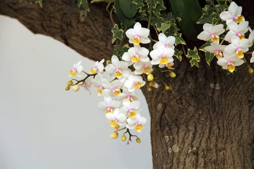 White orchid flower blossoming
