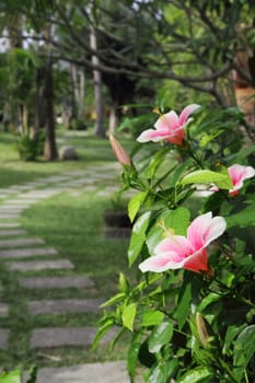 Hibiscus flower blossoming in a tropical park