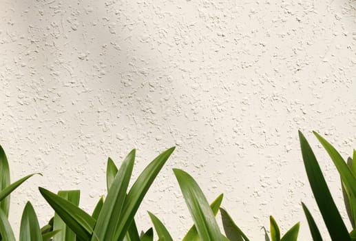 Leaf border on white/beige wall (amaryllis leaf)