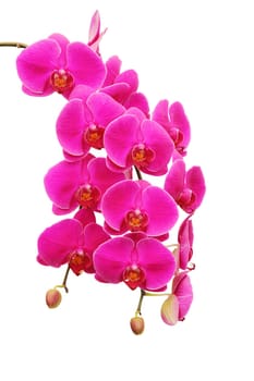 Purple orchid isolated on white background