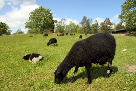 Flock of sheep grazing in a hill