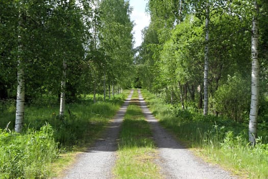 Road in forest