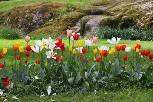 Tulips flowers blossoming at a spring garden
