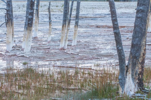 Textured landscape of the trunks of dead lodgepole pines along the fountain paint pot trail in Yellowstone National Park, Wyoming, United States.