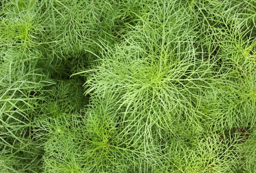 Abstract green leaf background and texture (Close up of cosmos leaf)