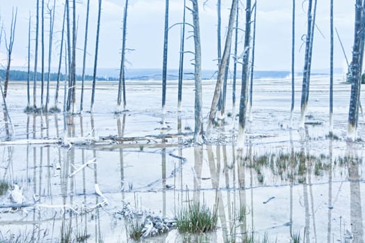 Eerie white landscape of a dead lodgepole pine forest along the fountain paint pot trail in Yellowstone National Park, Wyoming, United States.
