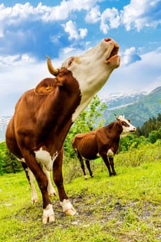 Cow, farm animal in the french alps, Abondance race cow, savy, beaufort sur Doron