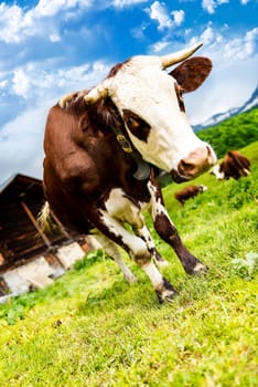 Cow, farm animal in the french alps, Abondance race cow, savy, beaufort sur Doron