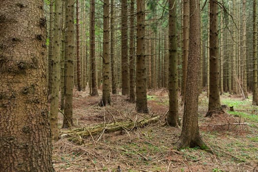 Forest,landscape with conifers in autumn