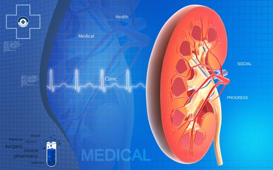 Digital illustration of Cross section kidney in colour background