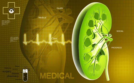Digital illustration of Cross section kidney in colour background