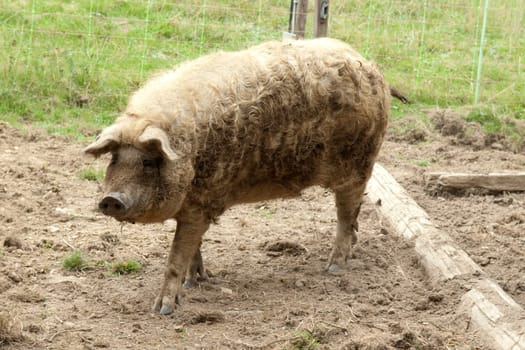 Wool pig,Mangalica,Ark yard,Threatened,Dangerous