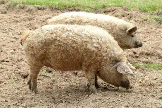 wollschwein,mangalica,ark farm,endangered species,endangered