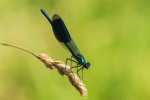 Magnificent dragonfly,Calopteryx splendens male