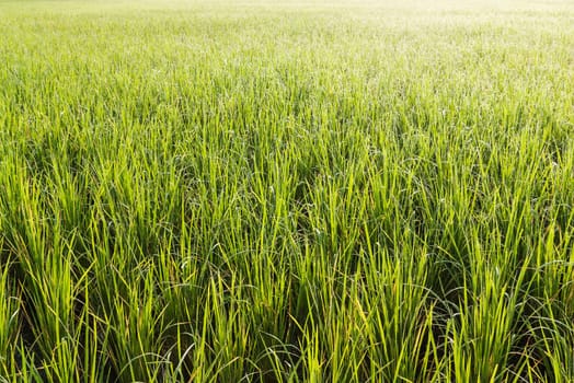 Pattern of green and yellow grass with color of morninglight