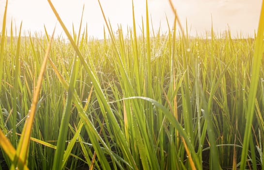 Beautiful of green and yellow grass with color of morninglight