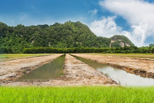 Blue sky with land and green grass in day noon for design