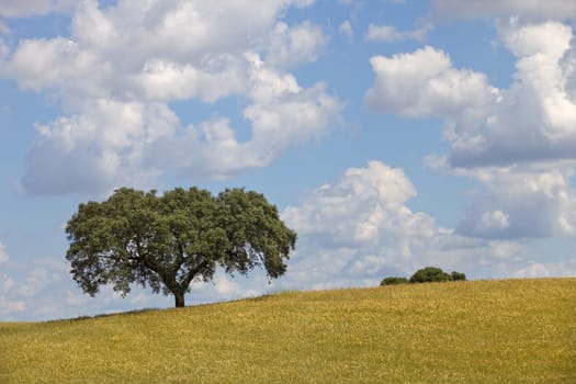 alentejo farm view, in the south of portugal
