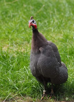 Guinear chicken
