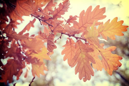 Fall season oak autumn tree foliage branch in warm sun light background with vintage filter.
