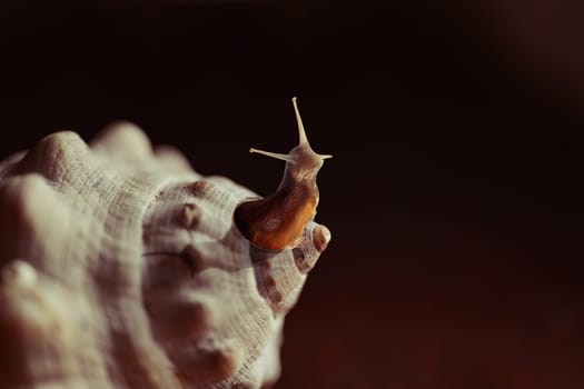 Think outside the box snail leaving seashell funny creative concept.