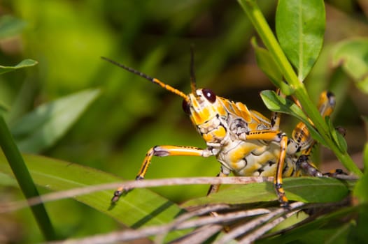 Locust grasshoppers huge insect
