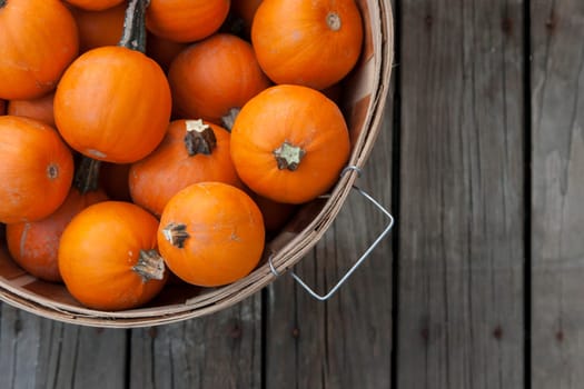 Autumn harvest with baby pumpkins