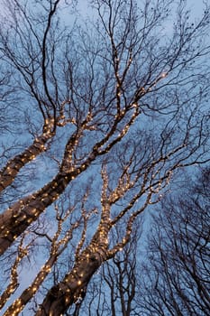 Beautiful christmas decorations in a tree