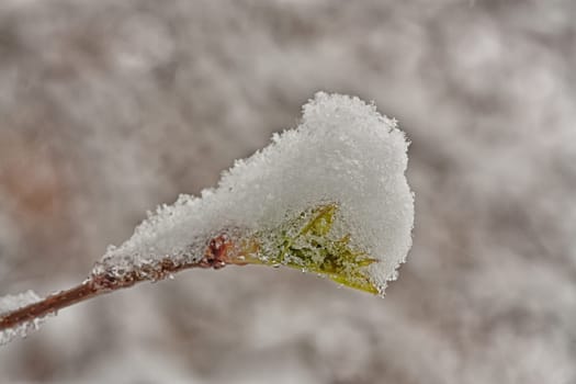 Green spring bud covered in snow.