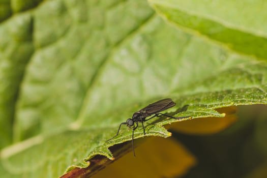 Macro of a black march fly sitting on a green leaf.
